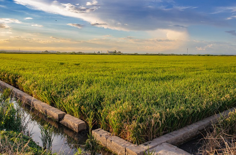 Visita los arrozales