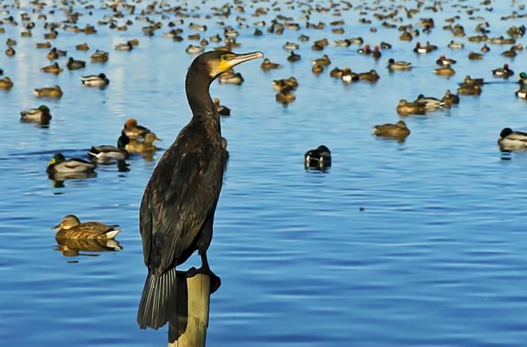 Visita a la reserva natural de aves de “La Mata del Fang”